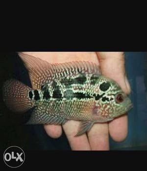 Magma flowerhorn female laid eggs once want to sell