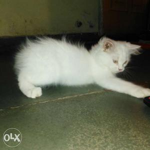 Male 3 manth kitten and verry activity price in Borivali