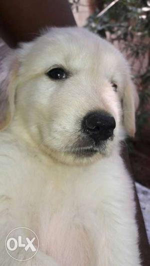Male golden retriever dog.very play full and