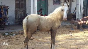 Male horse bharuch,dayadra