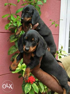Mind blowing extraordinary dachshund puppies