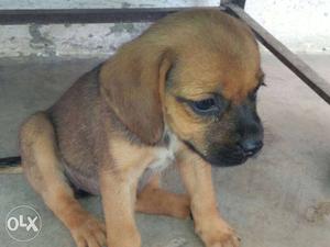 Mix colour beagle dog for sale bajut ghatt kimat
