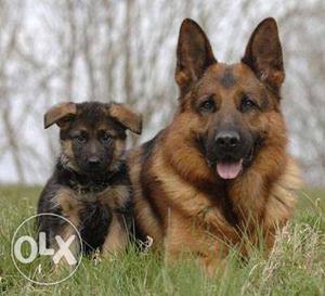 Mr. dog gives you Super Quality German Shepherd puppies430
