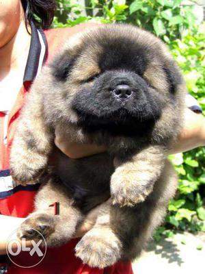 Newfoundland kennel - { Chow chow }} pups sell toy breed