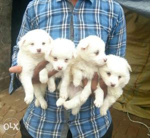 O6 pamerian puppy 30 days old pure breed top quality