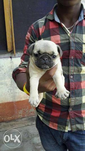 O6 pug puppy 30 days old pure breed top quality