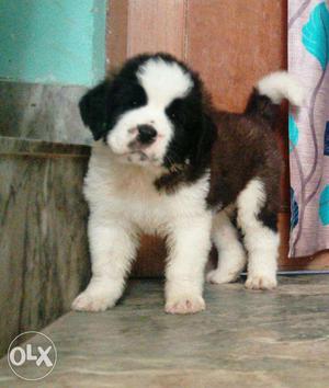 OXFORD KENNEL St.bernard healthy ! beautiful puppy Available