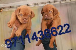 OXFORD KENNEL = Super dupar quality french mastiff puppy in