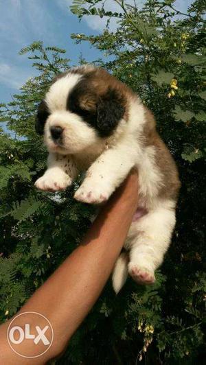 OXFORD KENNEL Very Good Quality St bernard puppies in for