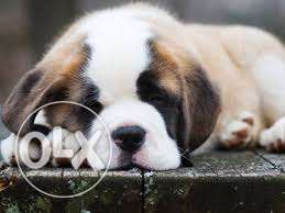 OXFORD KENNEL Very healthy and playfull st bernard puppy in