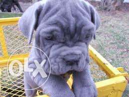 OXFORD KENNEL = i have nepolian mastiff import puppy so good