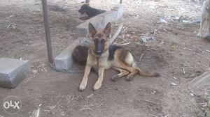 One year gsd female with paper and chip