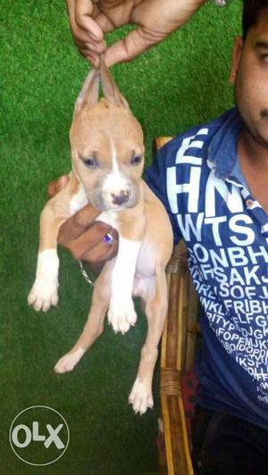 Only exchange female pitbul only 3 months all vaccination