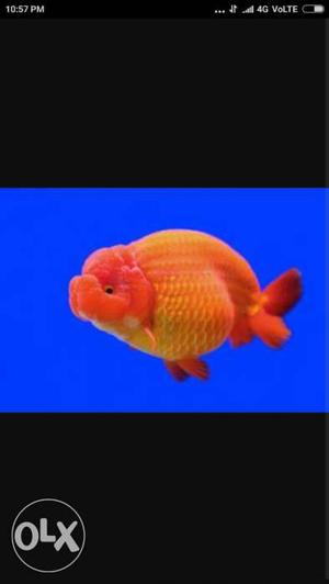 Orange And Red Fish
