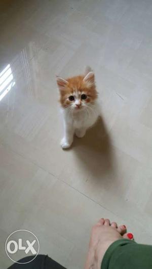 Orange And White Kitten; White Cat