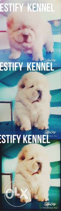 Orignal pics chow chow male puppy available 4