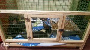 Pair of blk Rabbits with cage 20days old very