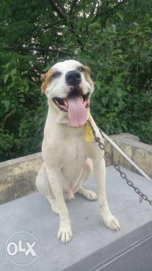 Pakistani bully dog15 month very active and