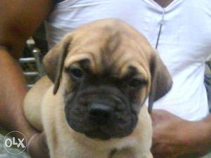 Perfact and brilliant french,,bull mastiff,,pug and golden