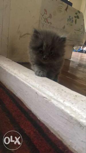 Persian Kittens Grey For Sale