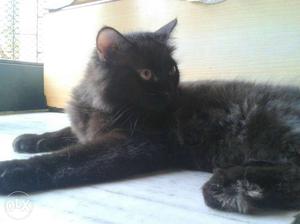 Persian black male kitten.