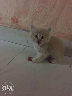Persian kitten. 2 monts old