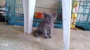Persian kitten available for sale grey n white