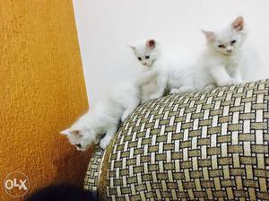 Persian kittens for sale.white and black.