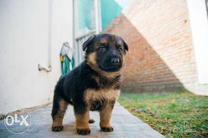 Pet quality German Shepard puppies available male