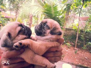 Pug Male Puppies For Sale