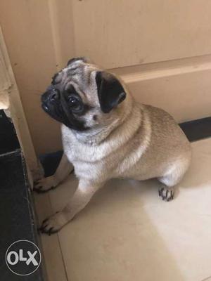 Pug female 14 month come to heat