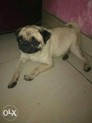 Pug female 2 yrs heavy bones totly original phawn