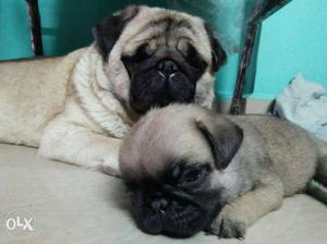 Pug female puppies available adorable puppies
