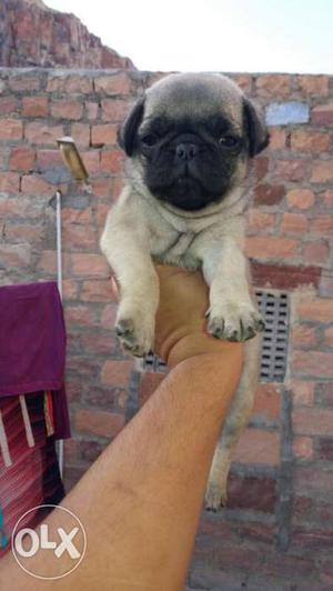 Pug male and female puppies available all breeds