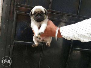 Pug male female pup available