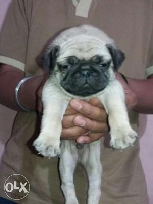 Pug male puppies available top quality breeds