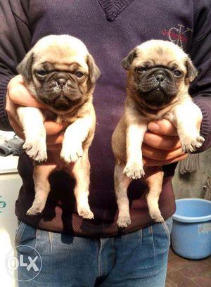 Pug pair Show Quality of 1 month