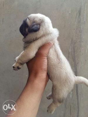 Pug puppies now available at mr. dog Rajasthan919