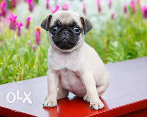 Pug pups of quality breed available for sell in