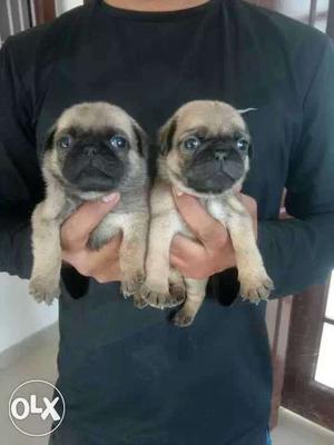 Pug pure quality available in active and female