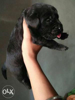 Punch face black labrador male pup sel amritsar kennel