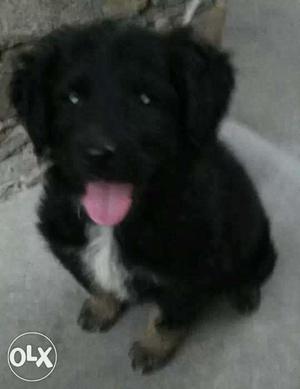 Pure Bhotia Female 3 month