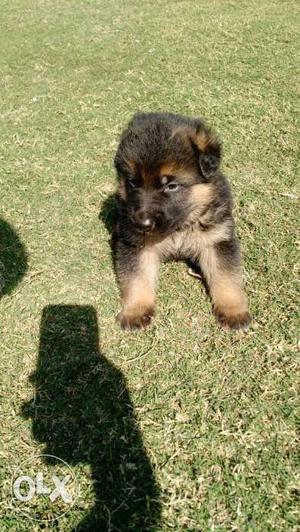 Pure Breed show quality German Shepherd pup (