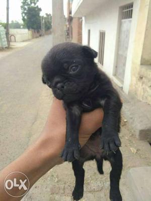 Pure black pug female