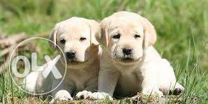 Pure breed Labrador puppies available