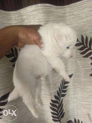 Pure breed pomerian puppies avilable