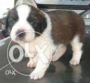 QUALITY BREAD PUPPY saint bernard puppy for sell