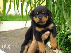 Quality Rottweiler puppies available in Vadodara