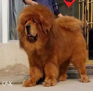 Quality hugest size Tibetan mastiff puppy quality full in Go