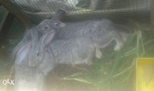 Rabbit 3chinjila,5 months age